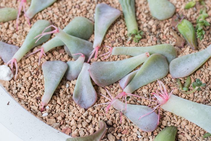 Echeveria avlsmetoder