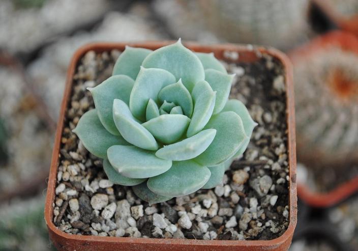 Echeveria yndefuld