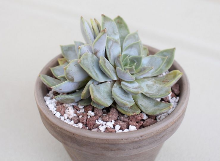 Echeveria kødfarvet
