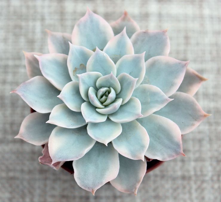 Echeveria genialt