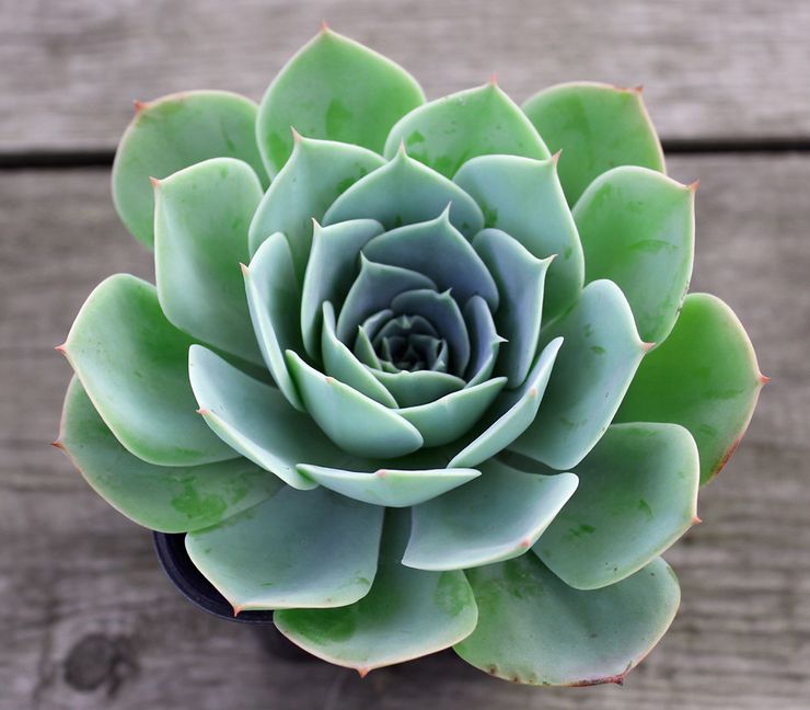 Beskrivelse af echeveria