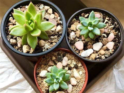EKHEVERIA - hemmeligheder i pleje, vanding, tilbageholdelsesbetingelser. ECHEVERIA