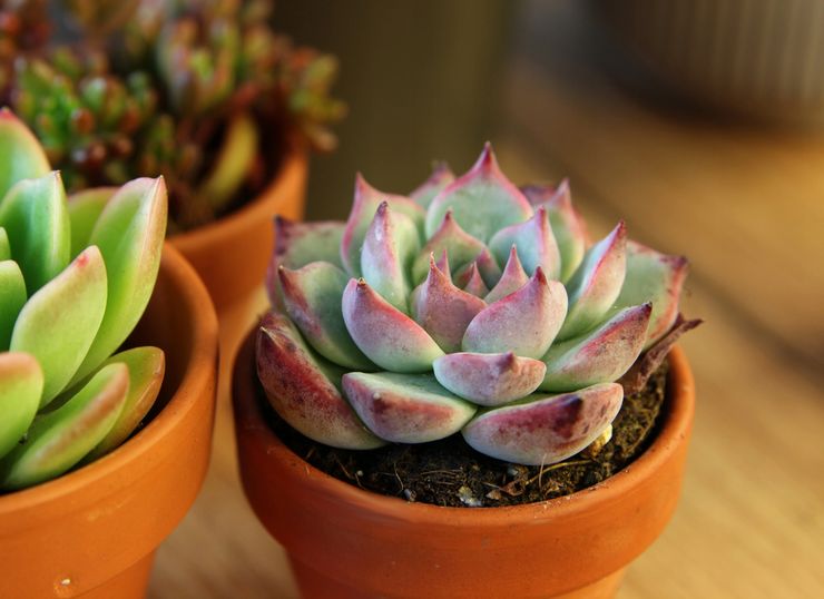 Echeveria befrugtning