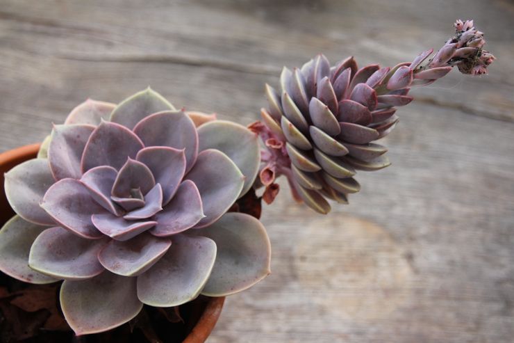 Beskæring af Echeveria