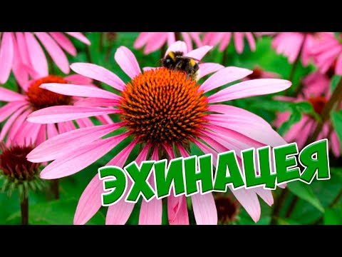 Echinacea