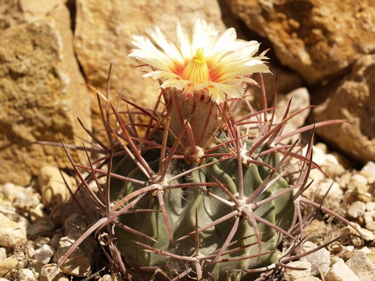 Echinocactus Parry