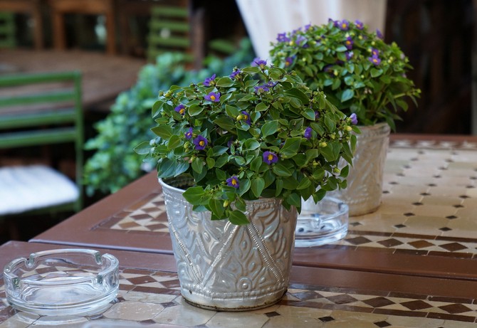 رعاية Exakum في المنزل