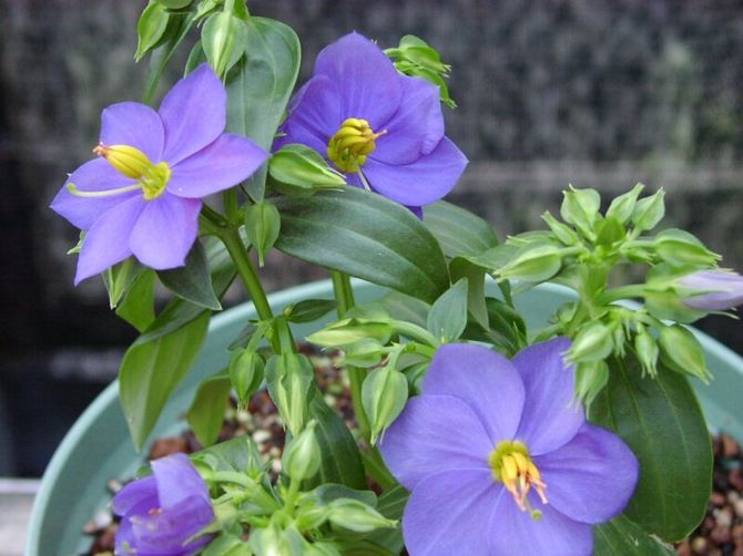 أي تربة عالمية مناسبة لنمو الاستخراج.