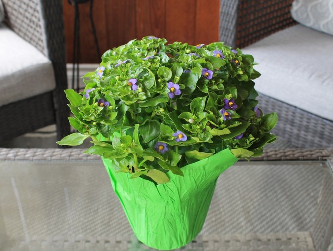 الاستنساخ exakum