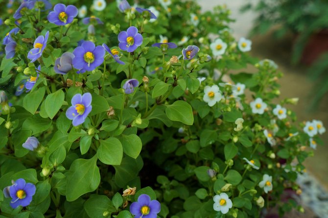 أنواع الإكساكوم