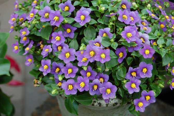 Ekzakum - الرعاية المنزلية. زراعة إكساكوم وزرع وتكاثر. الوصف والأنواع. صورة فوتوغرافية