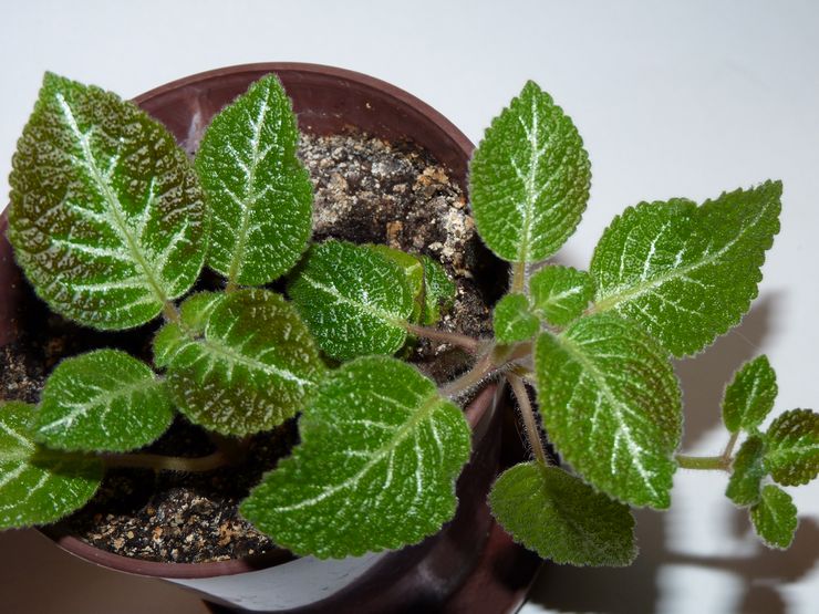 حلقة الهبوط