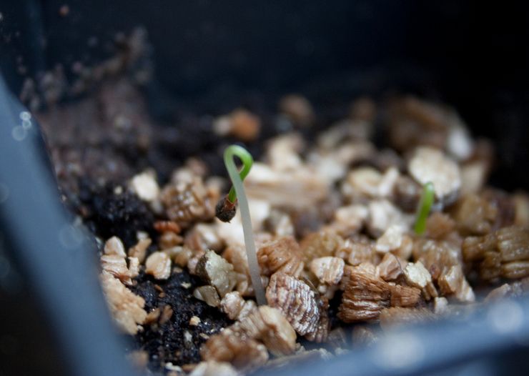 Såning af Escholzia -frø