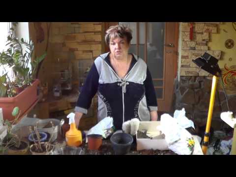 Espostoa Uld. Mountain Cactus Care (Cacti in