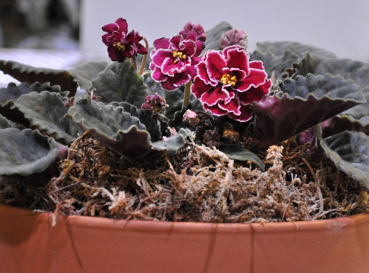 Nykyään voit helposti ostaa erikoisalustan violettien kasvattamiseen kaupasta.