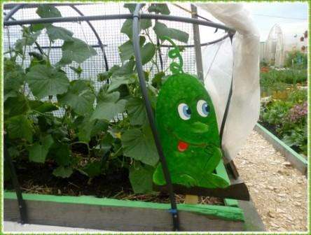 DIY preglejka uhorka