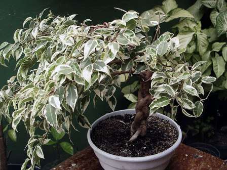 Ficus Benjamin: starostlivosť, oplodnenie, transplantácia, reprodukcia