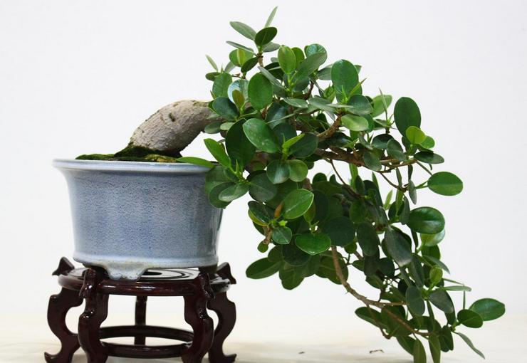 Ficus Panda har brug for rigelig vanding