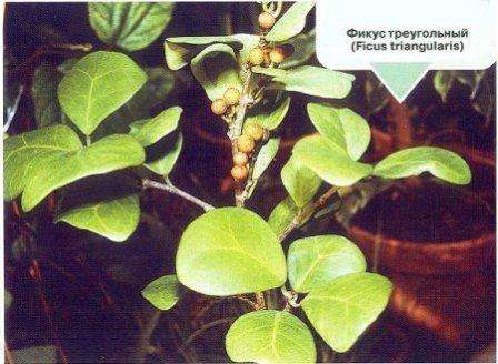 ficus με τριγωνικά φύλλα