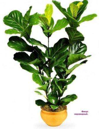 Τα λουλούδια θα είναι όμορφα μόνο αν τα φροντίζετε σωστά, βρείτε ένα κατάλληλο μέρος για αυτά και τα ποτίζετε εγκαίρως.