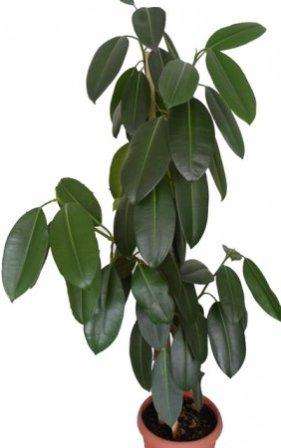 καουτσούκ ficus βρίσκεται συχνά σε εσωτερικούς χώρους
