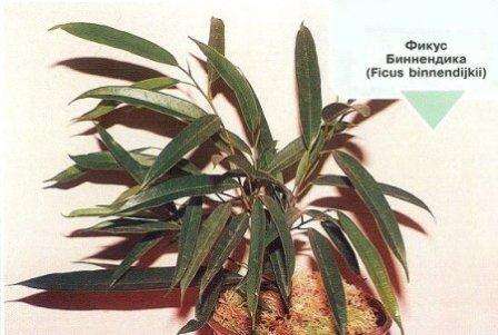 ποικιλίες ficusvo