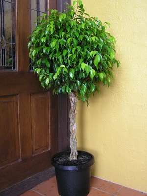 Ficus: τύποι, φωτογραφίες και ονόματα Ficus: τύποι, φωτογραφίες και ονόματα - Πώς να το κάνετε μόνοι σας. Συμβουλές, Συνταγές.