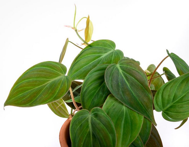 Filodendron geniálny