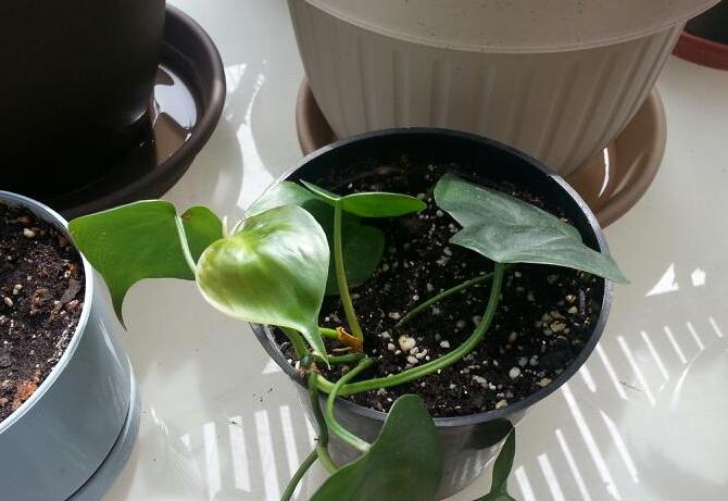 Philodendron kan reproducere med næsten alle dele.