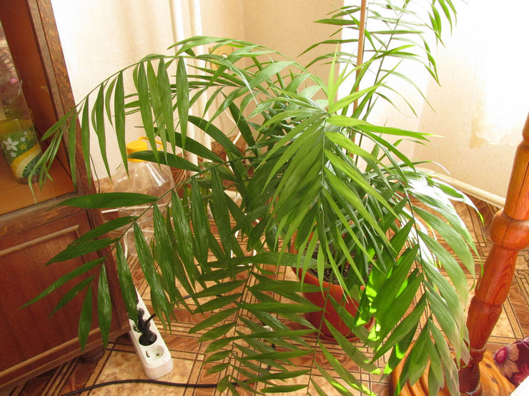 Date Robelena rakastaa kosteutta, joten kastelun tulisi olla runsasta, mutta ei liiallista