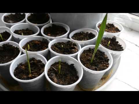 Taatelipalmu, hoito, viljely, helppo ja yksinkertainen, yksinkertaiset säännöt.