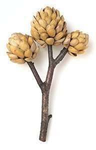 gør det selv pistacietræ