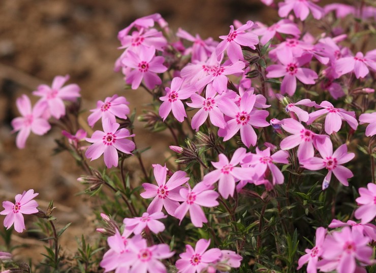 Phlox -subulaatti