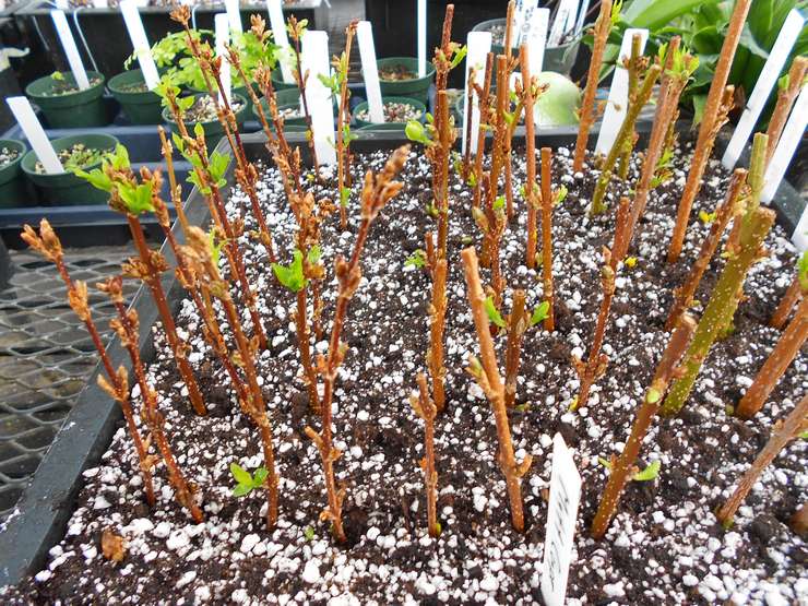 استنساخ فورسيثيا