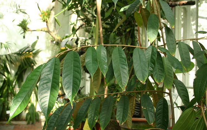 Godt befrugtet, veldrænet jord fungerer godt for durian.