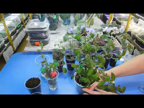 AY ΤΡΟΠΟΣ ΑΝΑΠΑΡΑΓΩΓΗΣ SUPER FUCHSIA! ΚΑΤΑΣΤΑΣΗ ΚΑΙ ΦΡΟΝΤΙΔΑ ΚΟΠΗΣ