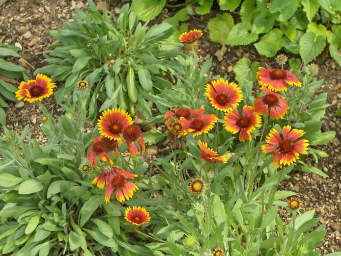 Udendørs pleje af Gaillardia blomster