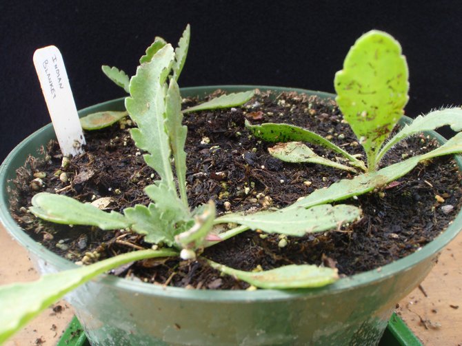 Reproduktion af Gaillardia