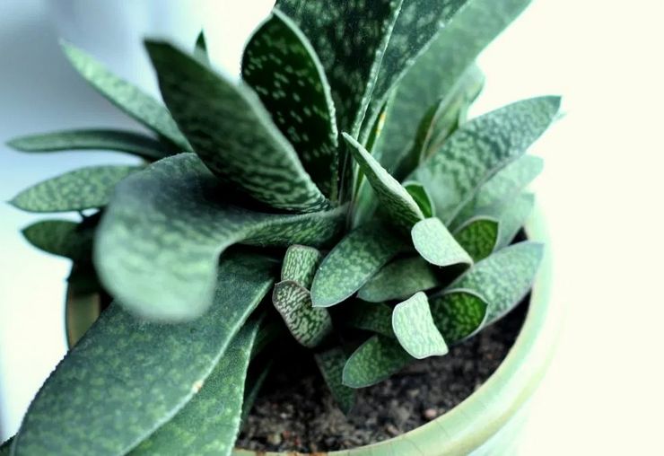 Hjem Gasteria Care