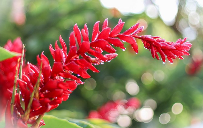 Beskrivelse af anlægget