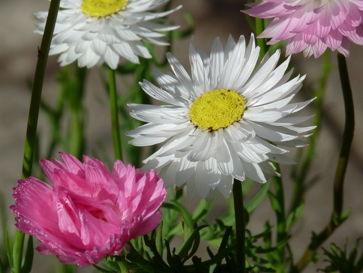 أنواع وأصناف جيلبرتروم