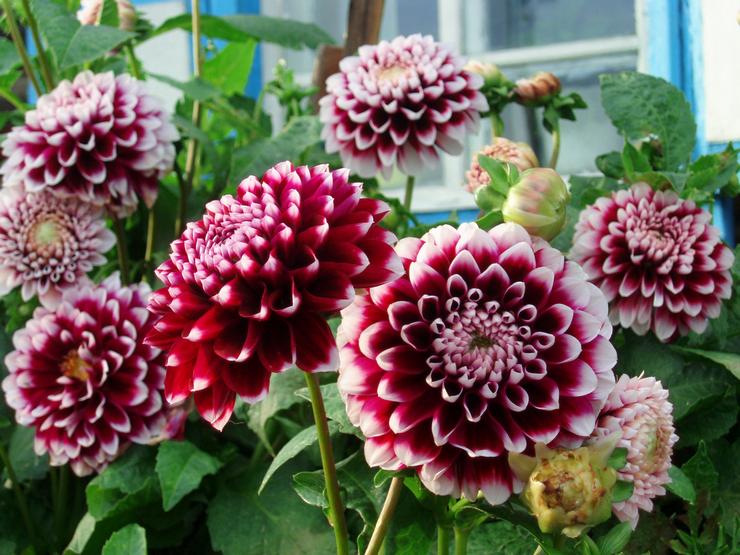 Dahlia -puutarhanhoito