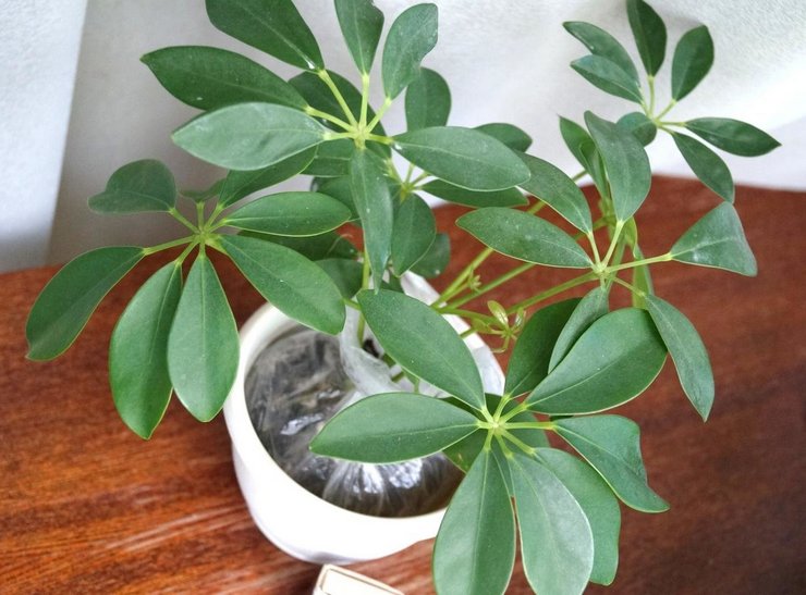 Επτάπλευρο