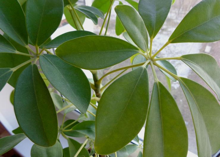 Επτάπλευρο