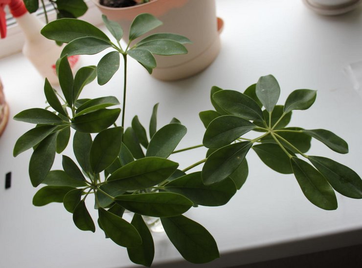 Μέθοδοι αναπαραγωγής του επταπλεύρου