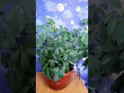 Μυστικό φροντίδας επταπλεύρους