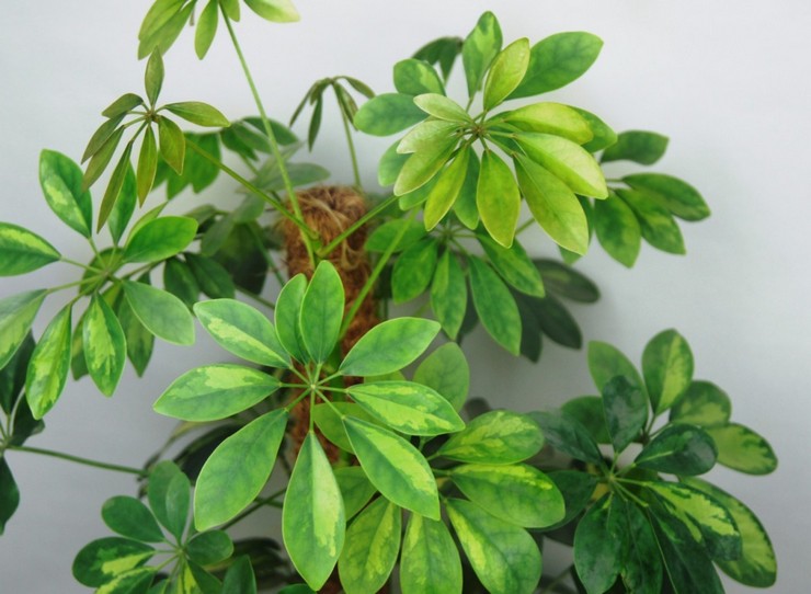 Επτάπλευρο