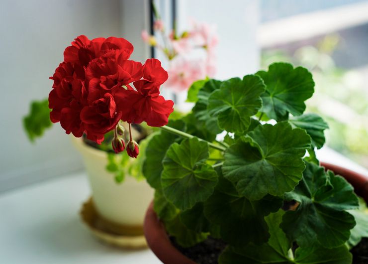 Beskæringsrum geranium