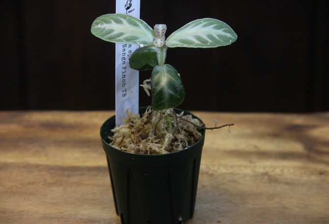 استنساخ الجيسنريا