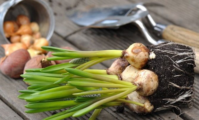 Hyasintin jäljentäminen kotona